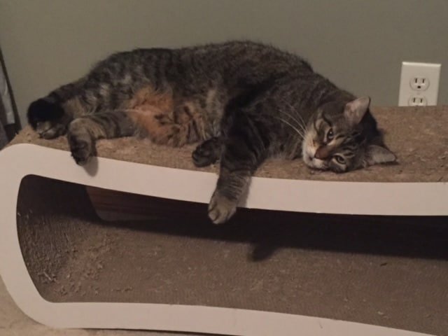 beloved family pet cat lounging